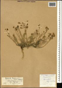 Reaumuria alternifolia subsp. alternifolia, Caucasus, Dagestan (K2) (Russia)