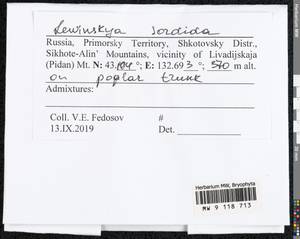 Lewinskya sordida (Sull. & Lesq.) F. Lara, Garilleti & Goffinet, Bryophytes, Bryophytes - Russian Far East (excl. Chukotka & Kamchatka) (B20) (Russia)