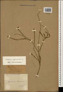 Verbena officinalis L., Caucasus, Black Sea Shore (from Novorossiysk to Adler) (K3) (Russia)