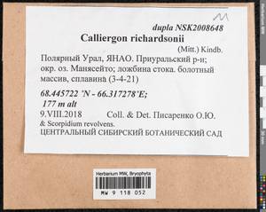 Calliergon richardsonii (Mitt.) Kindb. ex G. Roth, Bryophytes, Bryophytes - Western Siberia (including Altai) (B15) (Russia)