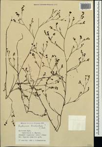 Bupleurum brachiatum C. Koch ex Boiss., Crimea (KRYM) (Russia)