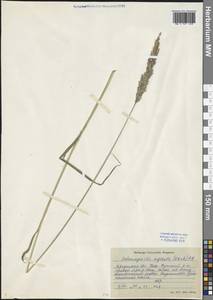 Achnatherum calamagrostis (L.) P.Beauv., Siberia, Baikal & Transbaikal region (S4) (Russia)