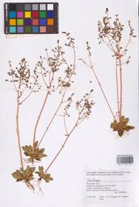 Saxifraga, Siberia, Western Siberia (S1) (Russia)