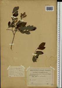 Salix starkeana Willd., Eastern Europe, Central forest region (E5) (Russia)