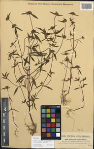 Galeopsis ladanum subsp. angustifolia (Ehrh. ex Hoffm.) Gaudin, Western Europe (EUR) (Czech Republic)