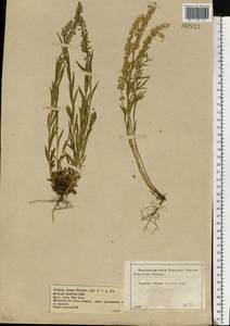Polygala comosa Schkuhr, Eastern Europe, Central forest-and-steppe region (E6) (Russia)
