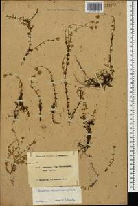 Dichodon cerastoides (L.) Rchb., Caucasus, Krasnodar Krai & Adygea (K1a) (Russia)