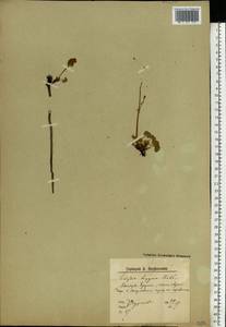 Oxyria digyna (L.) Hill, Eastern Europe, Northern region (E1) (Russia)