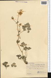 Aquilegia lactiflora Kar. & Kir., Middle Asia, Western Tian Shan & Karatau (M3) (Kazakhstan)