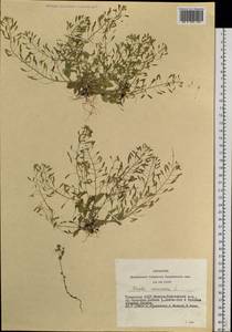 Draba nemorosa L., Siberia, Altai & Sayany Mountains (S2) (Russia)