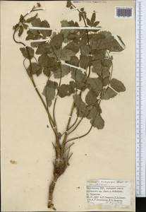 Semenovia dasycarpa (Regel & Schmalh.) Korovin ex Pimenov & V. N. Tikhom., Middle Asia, Pamir & Pamiro-Alai (M2) (Kyrgyzstan)