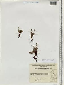 Eritrichium nanum var. chamissonis (DC.) Herder, Siberia, Chukotka & Kamchatka (S7) (Russia)