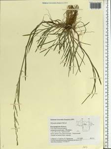 Glyceria notata Chevall., Eastern Europe, Central region (E4) (Russia)