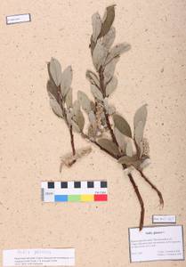 Salix glauca L., Siberia, Altai & Sayany Mountains (S2) (Russia)