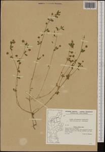 Trifolium dubium Sibth., Western Europe (EUR) (Denmark)