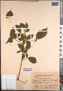 Euonymus verrucosus Scop., Siberia, Russian Far East (S6) (Russia)