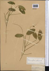 Potamogeton natans L., Middle Asia, Muyunkumy, Balkhash & Betpak-Dala (M9) (Kazakhstan)