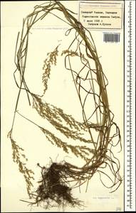 Poa nemoralis L., Caucasus, Stavropol Krai, Karachay-Cherkessia & Kabardino-Balkaria (K1b) (Russia)