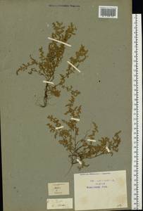 Herniaria glabra L., Eastern Europe, Central region (E4) (Russia)