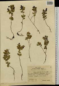 Vaccinium vitis-idaea L., Siberia, Russian Far East (S6) (Russia)