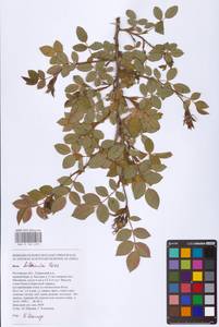 Rosa balsamica Besser, Eastern Europe, Rostov Oblast (E12a) (Russia)