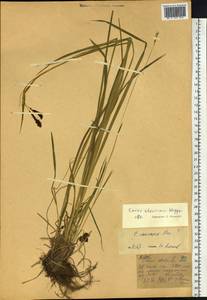 Carex aterrima subsp. aterrima, Siberia, Western (Kazakhstan) Altai Mountains (S2a) (Kazakhstan)