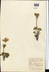 Pulsatilla patens (L.) Mill., Middle Asia, Northern & Central Kazakhstan (M10) (Kazakhstan)