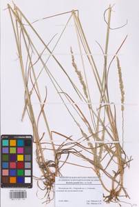 Koeleria pyramidata subsp. pyramidata, Eastern Europe, Moscow region (E4a) (Russia)