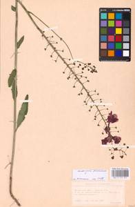 MHA 0 159 054, Verbascum phoeniceum L., Eastern Europe, North Ukrainian region (E11) (Ukraine)