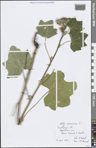 Malva sylvestris L., Eastern Europe, Central forest-and-steppe region (E6) (Russia)