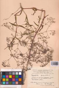 Gypsophila paniculata L., Eastern Europe, Lithuania (E2a) (Lithuania)