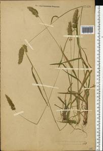 Anthoxanthum odoratum L., Eastern Europe, Central forest region (E5) (Russia)