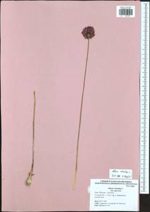 Allium rotundum L., Eastern Europe, Central region (E4) (Russia)