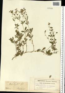Potentilla collina Wibel, Eastern Europe, Moscow region (E4a) (Russia)