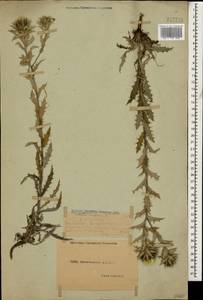 Carlina vulgaris L., Caucasus, Dagestan (K2) (Russia)