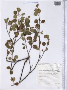 Betula occidentalis Hook., America (AMER) (Canada)