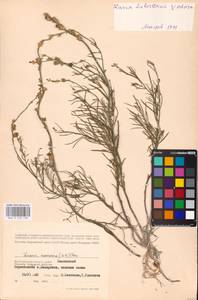 MHA 0 159 138, Linaria biebersteinii × odora, Eastern Europe, Lower Volga region (E9) (Russia)