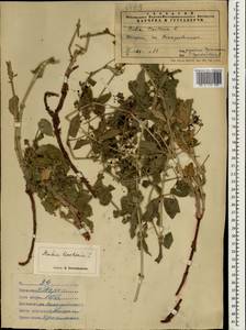 Rubia tinctorum L., South Asia, South Asia (Asia outside ex-Soviet states and Mongolia) (ASIA) (Iran)