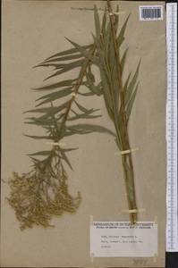 Solidago canadensis L., America (AMER) (United States)