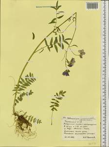 Polemonium caeruleum subsp. campanulatum Th. Fr., Siberia, Western Siberia (S1) (Russia)