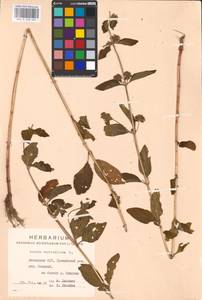 MHA 0 158 481, Mentha × verticillata L., Eastern Europe, Lithuania (E2a) (Lithuania)