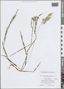 Holcus mollis L., Eastern Europe, North-Western region (E2) (Russia)