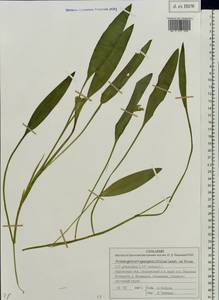 Potamogeton × sparganiifolius Laest. ex Fr., Eastern Europe, Volga-Kama region (E7) (Russia)