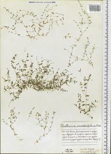 Stellaria crassifolia Ehrh., Eastern Europe, Northern region (E1) (Russia)