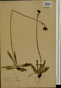 Pilosella floribunda (E. Wimm. & Grab.) Fr., Eastern Europe, North-Western region (E2) (Russia)