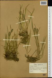 Phleum alpinum L., Siberia, Western (Kazakhstan) Altai Mountains (S2a) (Kazakhstan)