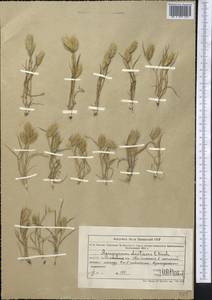 Eremopyrum distans (K.Koch) Nevski, Middle Asia, Muyunkumy, Balkhash & Betpak-Dala (M9) (Kazakhstan)