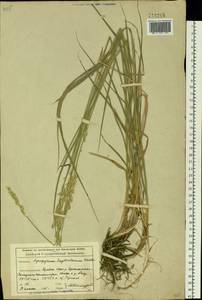 Kengyilia kryloviana (Schischk.) C.Yen, J.L.Yang & B.R.Baum, Siberia, Altai & Sayany Mountains (S2) (Russia)