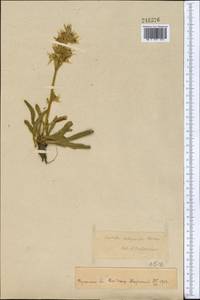 Swertia marginata Schrenk, Middle Asia, Pamir & Pamiro-Alai (M2)