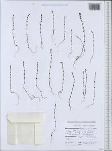 Galium verticillatum Danthoine ex Lam., Caucasus, Black Sea Shore (from Novorossiysk to Adler) (K3) (Russia)